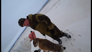 Как выследить зайца на охоте. Лучшие моменты охоты на зайца 2020. Охота на зайца в зимний период.