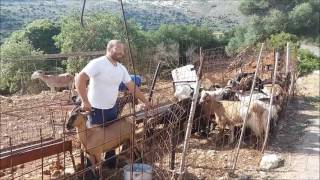 Παραδοσιακό άρμεγμα στον Βόθωνα Ακρωτηρίου Χανίων