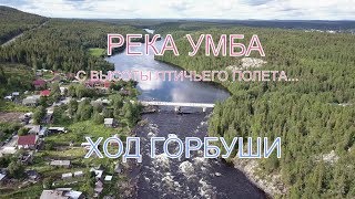 Река Умба. Ход горбуши. С высоты птичьего полета. Кольский полуостров