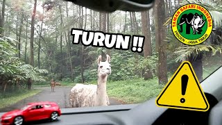 DETIK-DETIK MOBILKU DI SERANG HEWAN INI !!! - Vlog Taman Safari