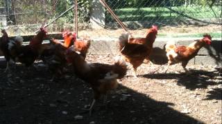 Azienda Avicola Faricelli