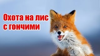 Охота с гончими на лис, выпуск №83 (UKR)