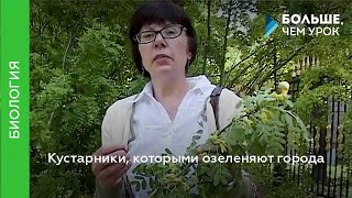 Кустарники, которыми озеленяют города