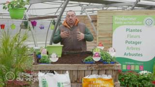 Comment planter une vivace fleurie en pot ? L'Alstroemère ou "Lys des Incas"".