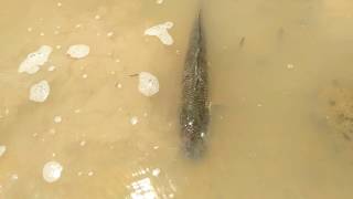 Hand Fishing | Amazing Boy  Catching Giant Big Catfish by Hand | Mud Water Fishing by Hand New 2019
