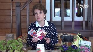 Как выращивать вербену