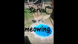 Our Serval Cat Reddy meowing ( meow meow meow! ) for his Caracal friend to come out of his hut