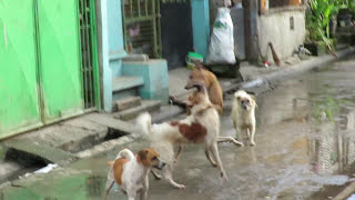 Dog Fighting in the Far East