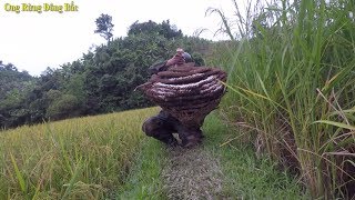 Săn Ong Bò Vẽ khủng - Thú Vui Trên mạng sống