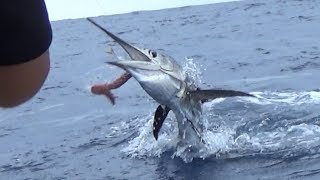 釣ったカジキの頭を兜焼き！