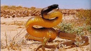 LA SERPIENTE MAS VENENOSA DEL MUNDO. La serpiente de Taipan. Desiertos de Australia