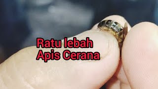 Cara Mendapatkan Ratu Lebah Apis Cerana