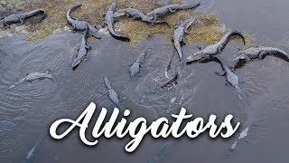 Large & terrifying alligators at Deep Hole,  Myakka State Park, Florida
