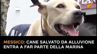 Messico: cane salvato da alluvione entra a far parte della Marina