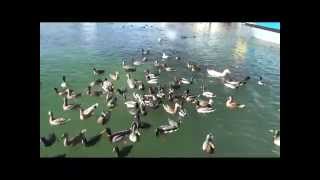 DUCK FIGHT!