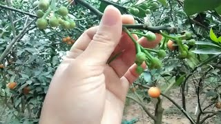 Xử lý ra hoa đồng loạt cho bưởi da xanh thành công nhất.Lục Ngạn Nhà Nông đồng hành cùng các bạn??