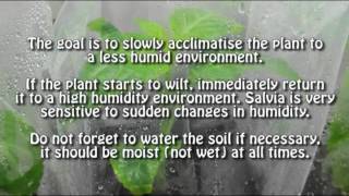 Salvia divinorum Сальвия