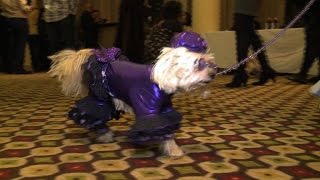 Fashion Week: les animaux de compagnie ont aussi leurs défilés
