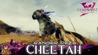 ★ Guild Wars 2 ★ - Ranger Pets - Cheetah