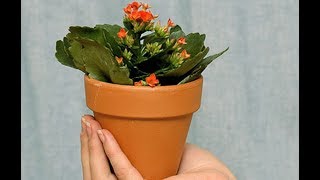Как заставить цвести КАЛАНХОЭ Блосфельда и КАЛАНХОЭ Каландива в домашних условиях