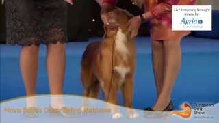 European Dog Show 2015 - Sunday: Group 8 (English)