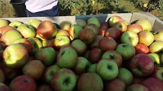 Яблука Honey Crisp  на Поділлі
