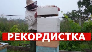 ЛУЧШИЙ РЕЗУЛЬТАТ СЕЗОНА ПРИ ПЧЕЛОВОДСТВЕ НА ОДНОМ ГНЕЗДОВОМ КОРПУСЕ