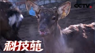 《科技苑》 20180321 父子较劲养梅花鹿 | CCTV农业