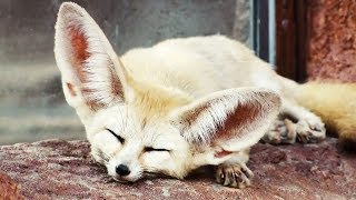 Top 10 Cutest Animals On Earth