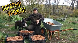 Грядки мотоблоком, или богатый урожай морковки :)