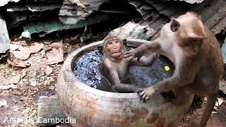 Wow Spa Cozy private little pool for monkey : Monkey private swimming pool