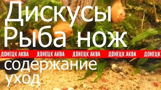 обзор аквариума, Дискусы. Рыба нож. Aquarium fish,Ryby akwarystyczne, Zierfische, pesci d'acquario