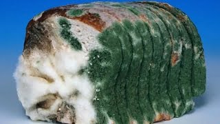 Дрожжи. Эксперимент от Романа Милованова - Дрожжевой хлеб и хлеб на закваске