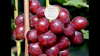 Велюр - первое плодоношение молодого куста в 2019 г.