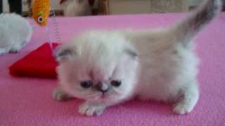 My newborn Kittens!