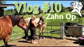 ZAHN OP |  PFERDE LONGIEREN | PFERDE DUSCHEN | VLOG #10