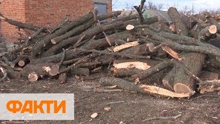 На Николаевщине браконьеры вырубили 80-летние дубы