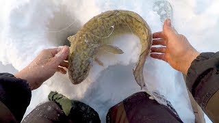 Рыбалка на Оби - Ловим Налима!  Тест Мотособаки Snowdog "Универсал"
