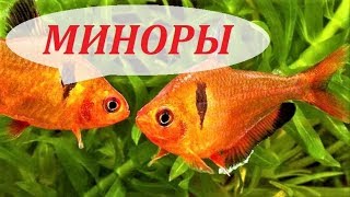 Минор. Аквариумная рыбка, разведение, совместимость, содержание, описание. Серпас.