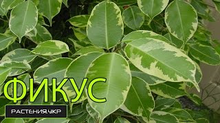 Как заплести Фикус бенджамина кинки? / фикус уход в домашних условиях