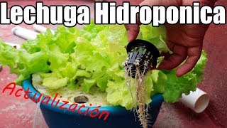Hidroponia Sistema Raiz Flotante || CULTIVO DE LECHUGA! || México Verde