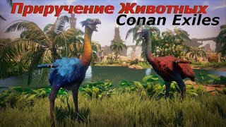 Приручение животных, Conan Exiles, Обновление