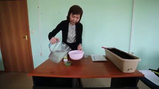 Как в домашних условиях вырастить проростки пшеницы с помощью Байкала ЭМ1