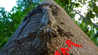 Top 5 Animales que mejor se Camuflan