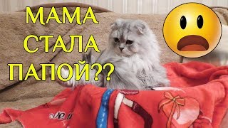 СОН КОТА КЕВИНА | КАК ЭТО ВОЗМОЖНО?