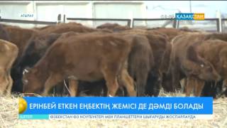 Атырау өңірінде мал шаруашылығын дамыту қолға алынуда