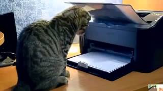 Забавные кошки. Хорошая подборка приколов самых смешных кошек.