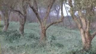 ΚΥΝΗΓΙ ΛΑΓΟΥ-ΛΑΓΟΣΚΥΛΟ POSAVAC 5 1/2 MHNΩΝ. HAREJAKT- HUNTING RABBITS