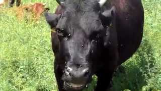 Сельский колорит. Доение коров. Rustic charm. Milking cows.