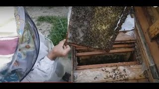 Сегодня на пасеке, 5 мая 2018 г. расширение, проверка воспитательницы.